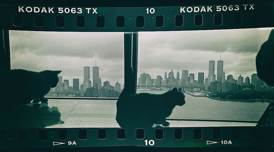 Cat in NYC 98/23