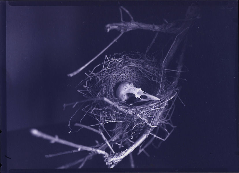 Nest mit Vogelschädel, Fotogramm auf Guilleminot-SW-Papier/Scan, C-Print, 2022