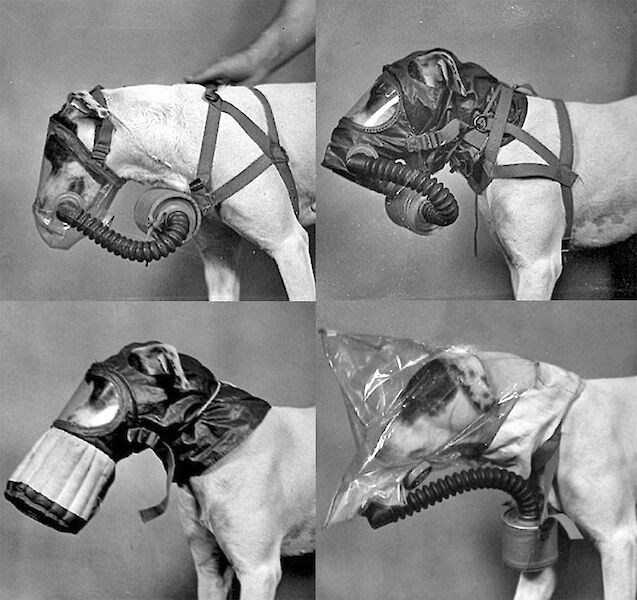 4 black and white photos of a dog that has been fitted with various breathing masks.