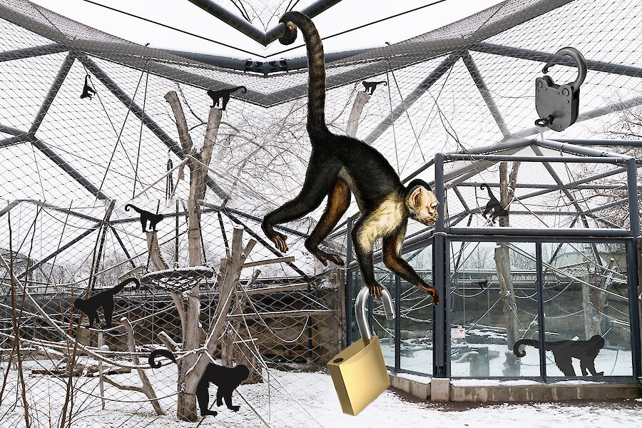 Collage. A monkey enclosure in the background. In the foreground, a monkey hangs from the ceiling and holds an open lock.